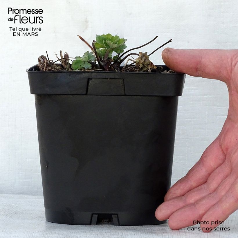 Example of Ancolie des Alpes (bleu vif) - Aquilegia alpina Pot de 2L/3L as you get in printemps