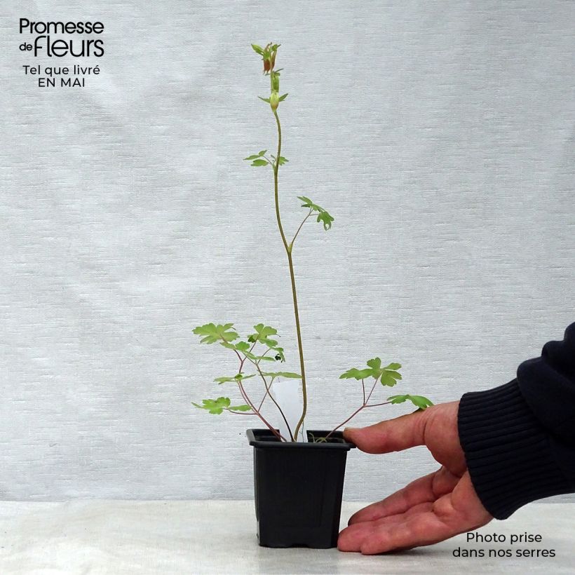 Spécimen de Ancolie du Canada, Aquilegia canadensis Godet de 8/9 cm tel que livré au printemps