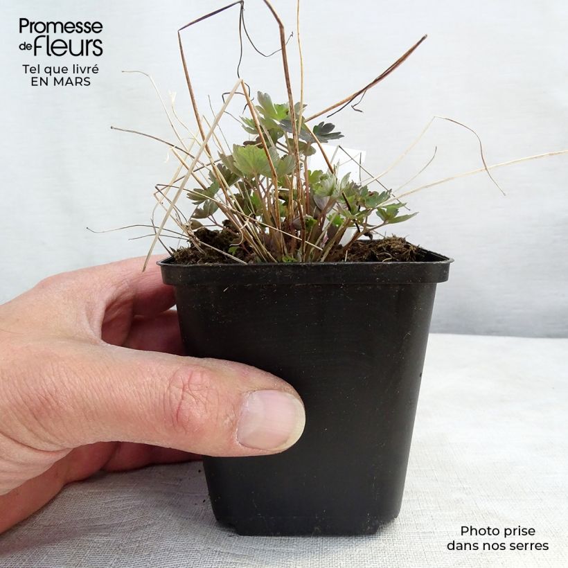 Spécimen de Ancolie du Canada, Aquilegia canadensis Little Lanterns Godet de 8/9 cm tel que livré au printemps