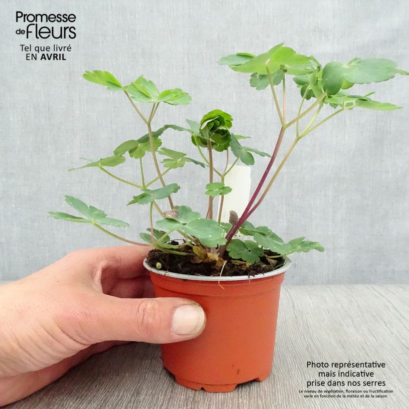 Example of Ancolie hybride Black Barlow - Aquilegia Black Barlow Godet de 8/9 cm as you get in printemps