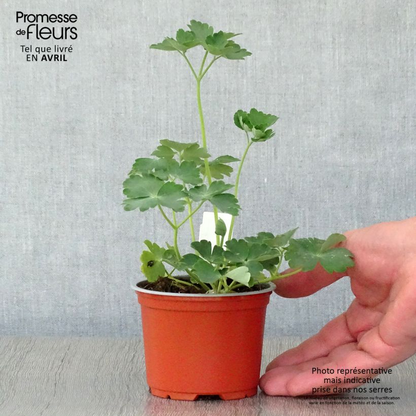 Example of Ancolie hybride Nora Barlow - Aquilegia Nora Barlow Godet de 8/9 cm as you get in printemps