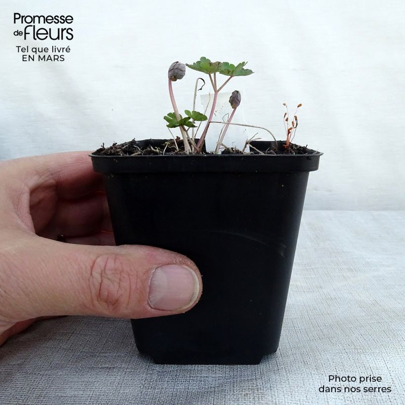 Example of Ancolie hybride Rose Barlow - Aquilegia Godet de 8/9 cm as you get in printemps