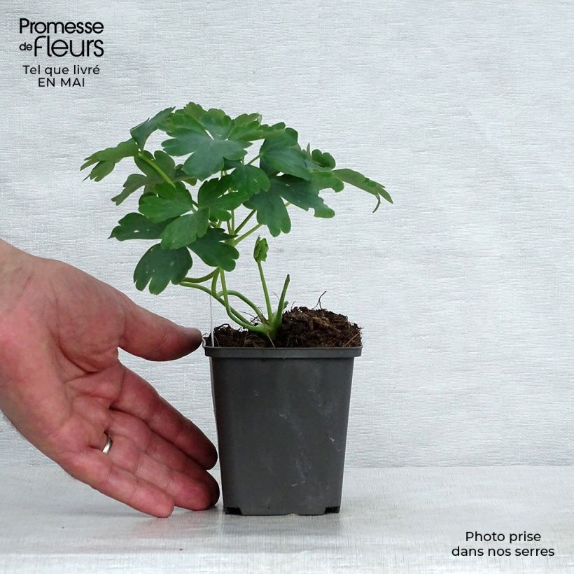 Example of Ancolie hybride White Barlow Godet de 8/9 cm as you get in printemps