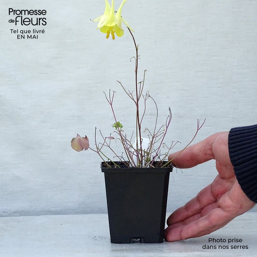 Example of Ancolie jaune - Aquilegia chrysantha Yellow Queen Godet de 8/9 cm as you get in printemps