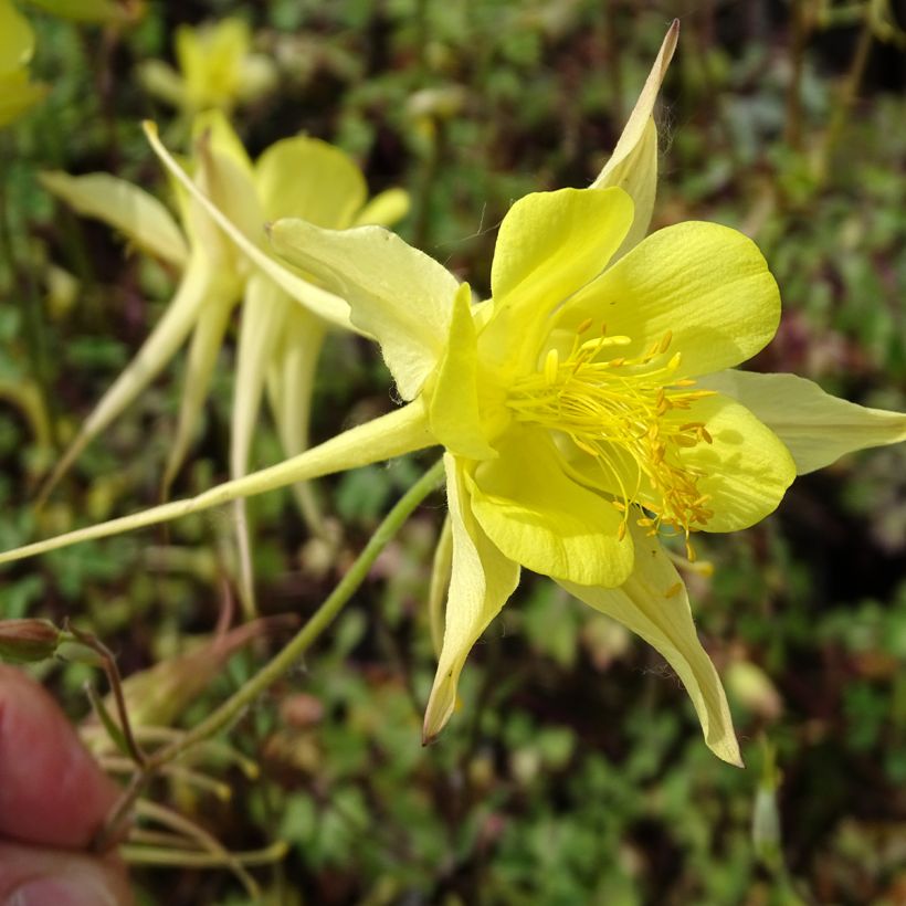 Ancolie jaune - Aquilegia chrysantha Yellow Queen (Flowering)