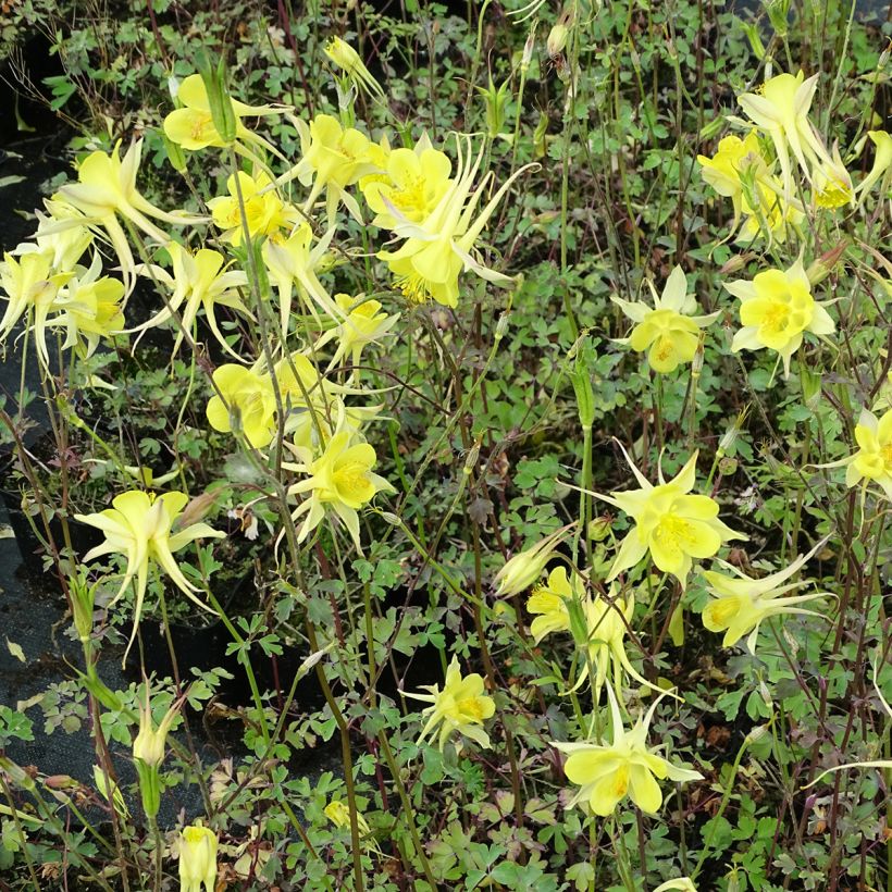 Ancolie jaune - Aquilegia chrysantha Yellow Queen (Plant habit)