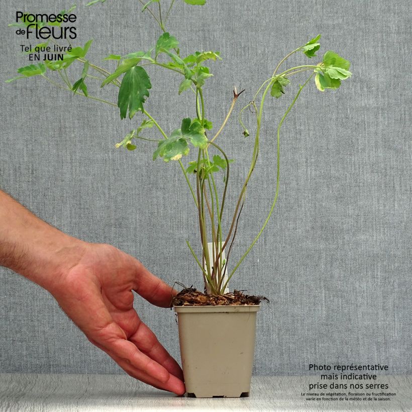 Spécimen de Ancolie Yellow Queen - Aquilegia chrysantha  Godet de 8/9 cm tel que livré en été