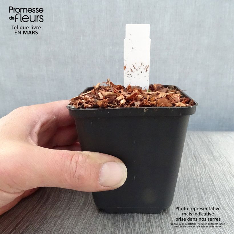 Example of Ancolie naine - Aquilegia flabellata Cameo White Godet de 8/9 cm as you get in printemps