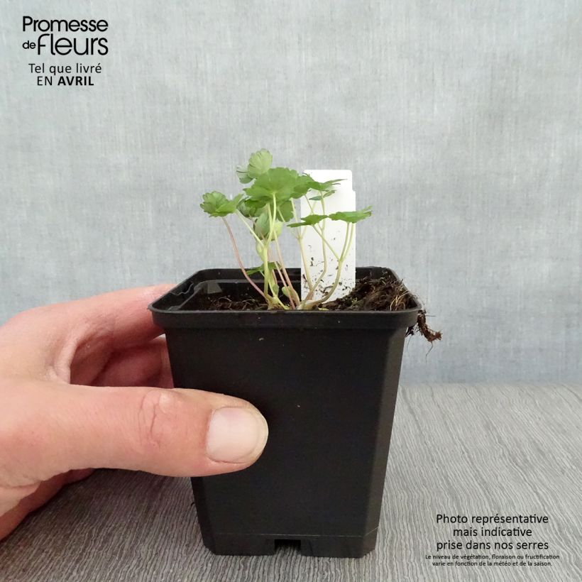 Example of Ancolie naine - Aquilegia flabellata Ministar Godet de 8/9 cm as you get in printemps