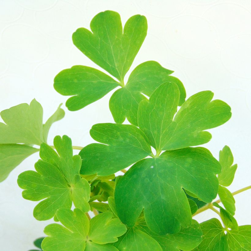 Ancolie vulgaris Ruby Port (Foliage)