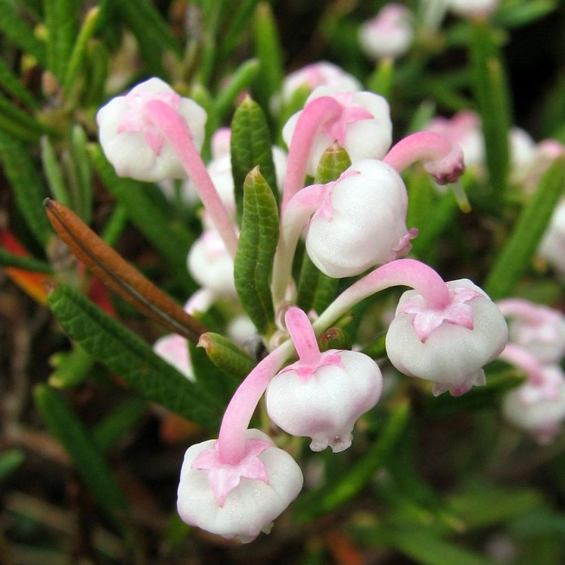 Andromède à feuilles de Podium - Andromeda polifolia Compacta (Flowering)