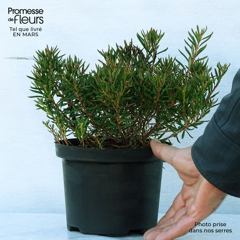 Spécimen de Andromède à feuillles de Polium - Andromeda polifolia Nikko Pot de 2L/3L tel que livré au printemps