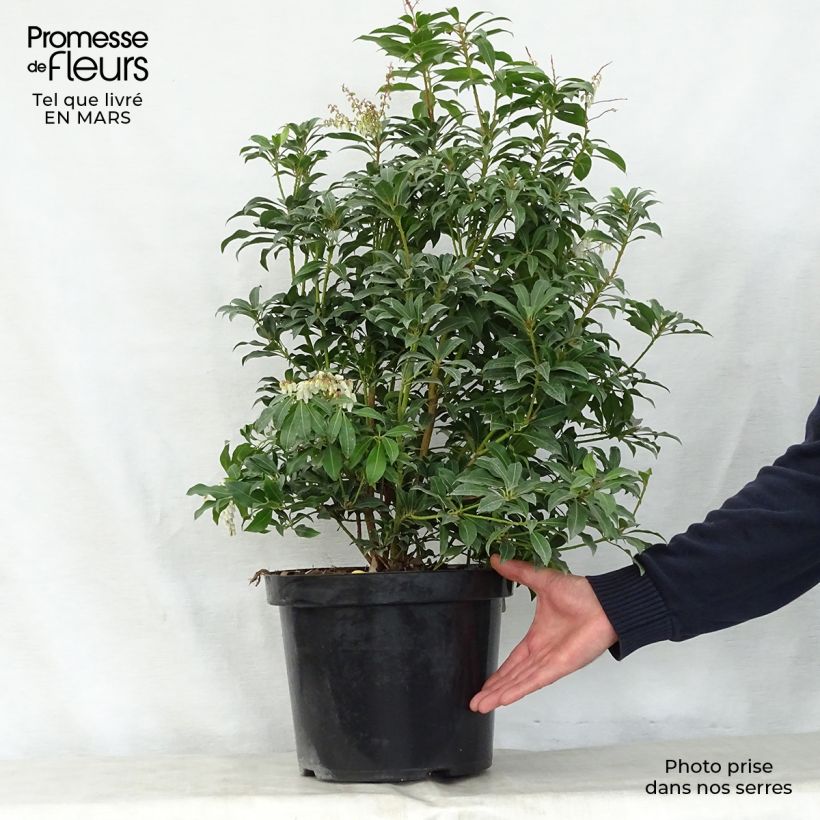 Example of Andromède du Japon - Pieris Japonica Mountain Fire Pot de 2L/3L as you get in printemps