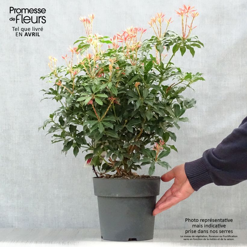 Example of Andromède du Japon - Pieris Japonica Mountain Fire Pot de 4L/5L as you get in printemps