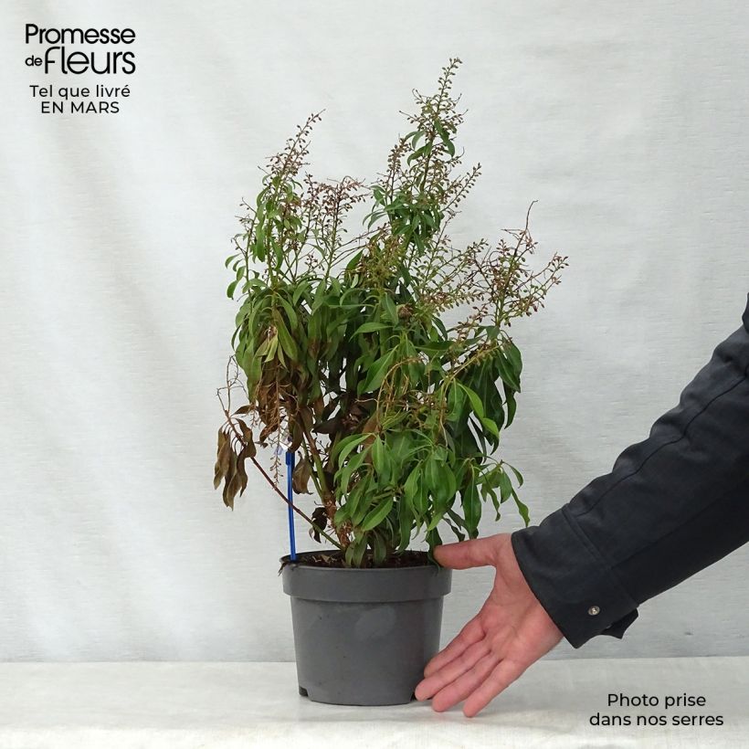 Example of Andromède du Japon - Pieris Pink Passion Pot de 2L/3L as you get in printemps