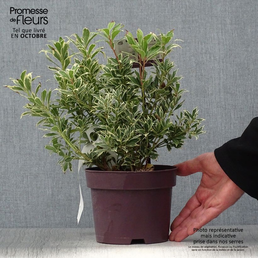 Spécimen de Andromède du Japon - Pieris japonica Carnaval Pot de 2L/3L tel que livré en automne