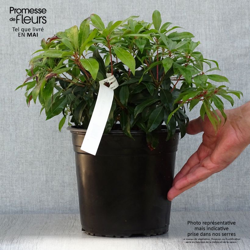 Spécimen de Andromède du Japon - Pieris japonica Katsura Pot de 4L/5L tel que livré au printemps