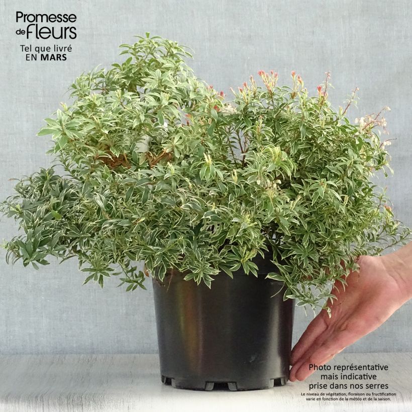 Example of Andromède du Japon - Pieris japonica Little Goldy Pot de 4L/5L as you get in printemps