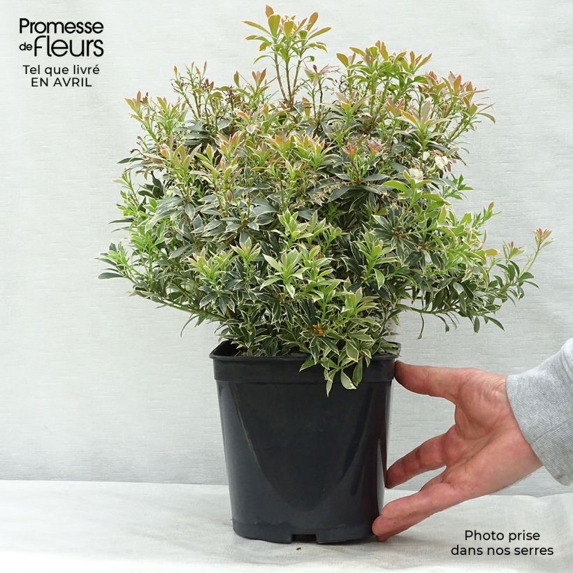 Example of Andromède du Japon - Pieris japonica Little Heath Pot de 2L/3L as you get in printemps