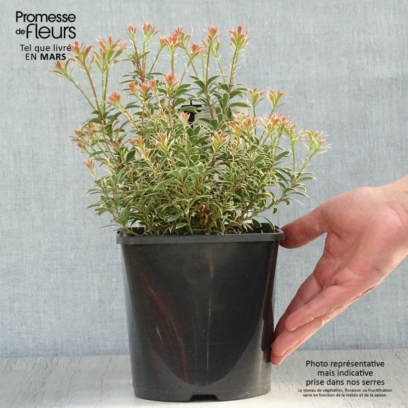 Example of Andromède du Japon - Pieris japonica Little Heath Variegata Pot de 2L/3L as you get in printemps