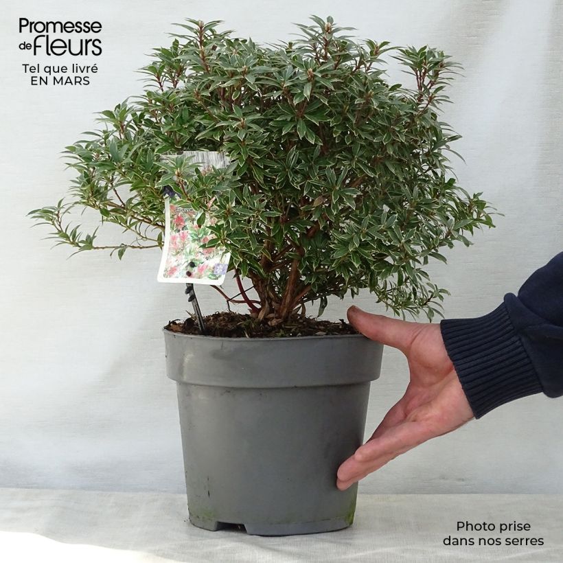 Example of Andromède du Japon - Pieris japonica Little Heath Pot de 4L/5L as you get in printemps