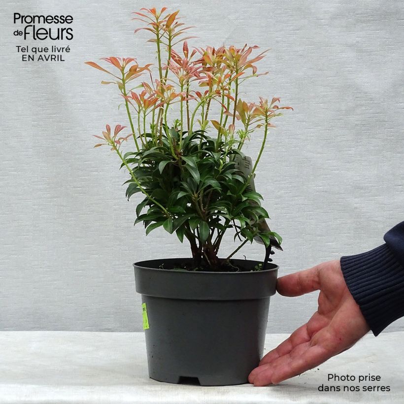 Example of Andromède du Japon - Pieris japonica Passion Pot de 2L/3L as you get in printemps