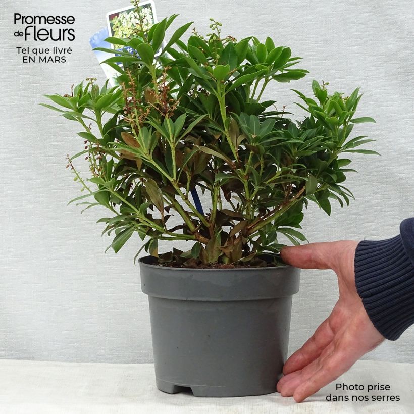 Spécimen de Andromède du Japon - Pieris japonica Purity Pot de 3L/4L tel que livré au printemps