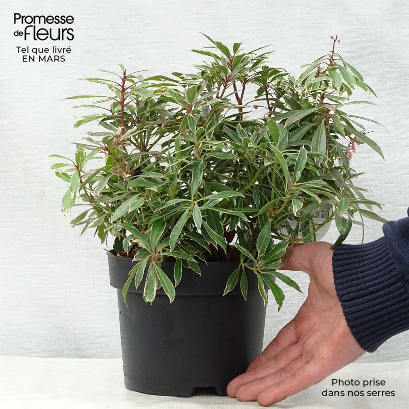 Spécimen de Andromède du Japon - Pieris japonica Ralto Rose Pot de 2L/3L tel que livré au printemps