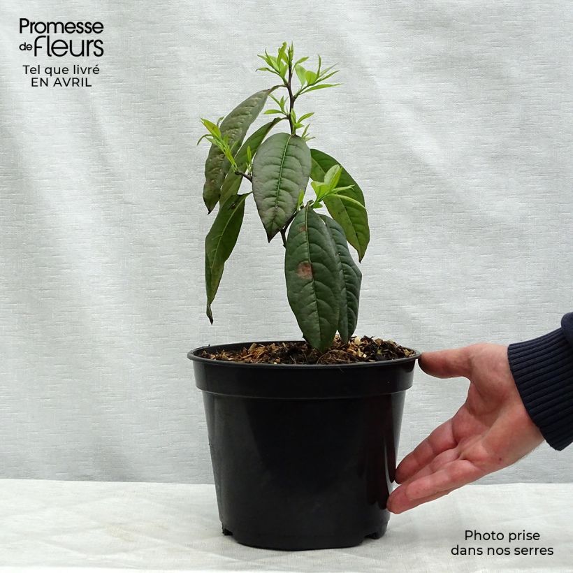 Spécimen de Andromède en arbre - Oxydendron arboreum Pot de 4L/5L tel que livré au printemps