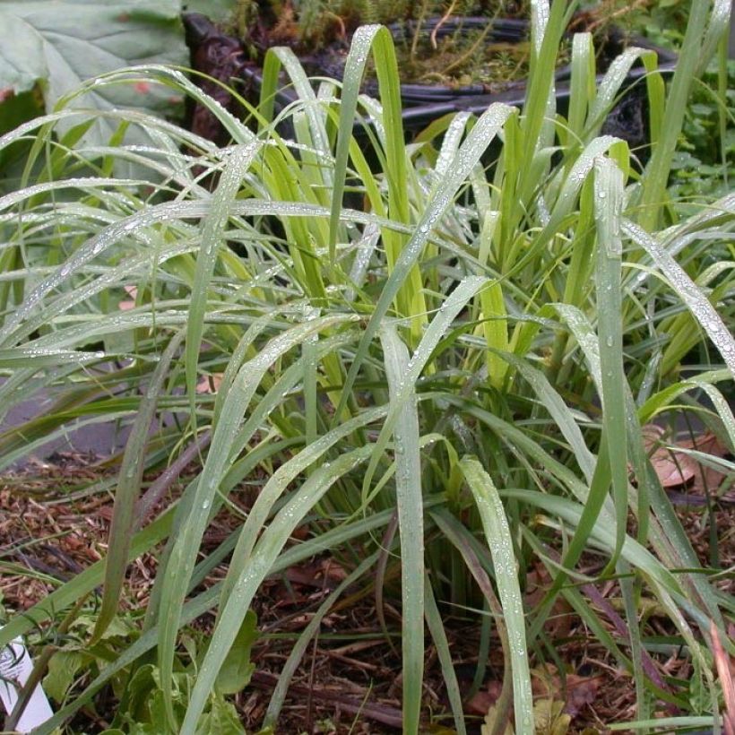 Citronnelle de Madagascar - Cymbopogon citratus en plants (Foliage)
