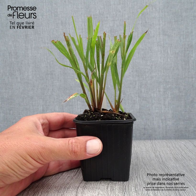Example of Andropogon gerardii Blackhawks Godet de 8/9 cm as you get in printemps