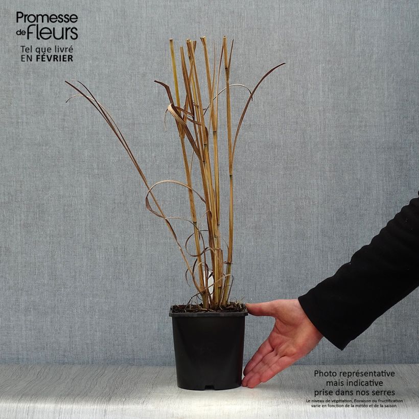 Spécimen de Andropogon gerardii Blackhawks Pot de 2L/3L tel que livré en hiver