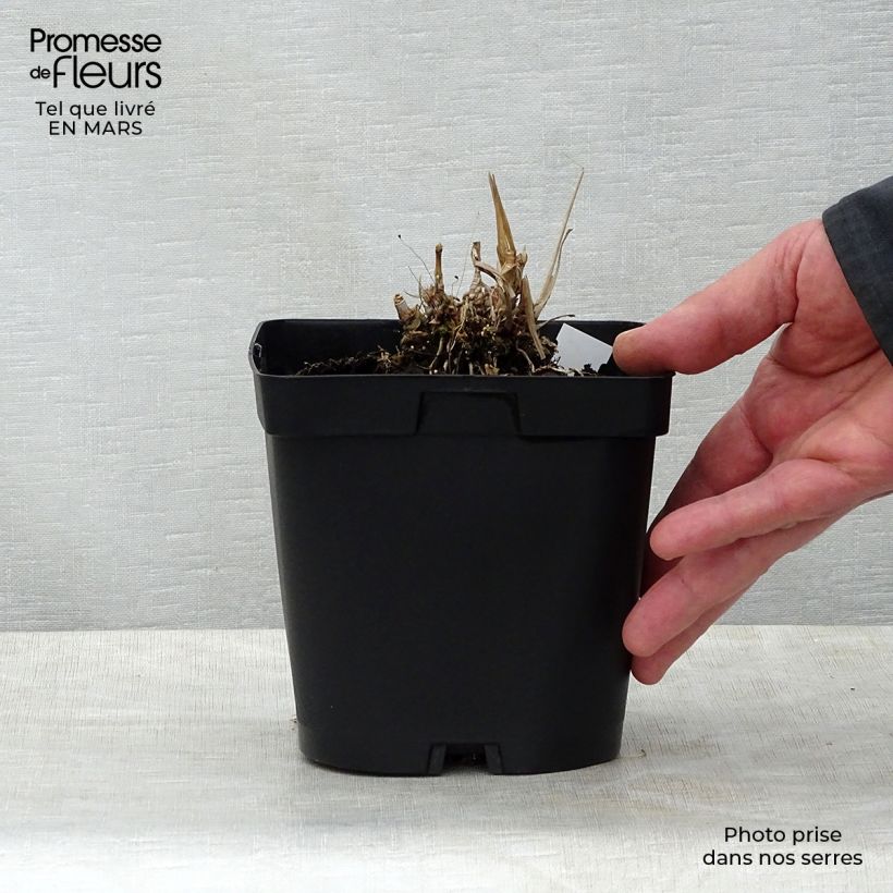Example of Andropogon gerardii Prairie Sommer Pot de 2L/3L as you get in printemps