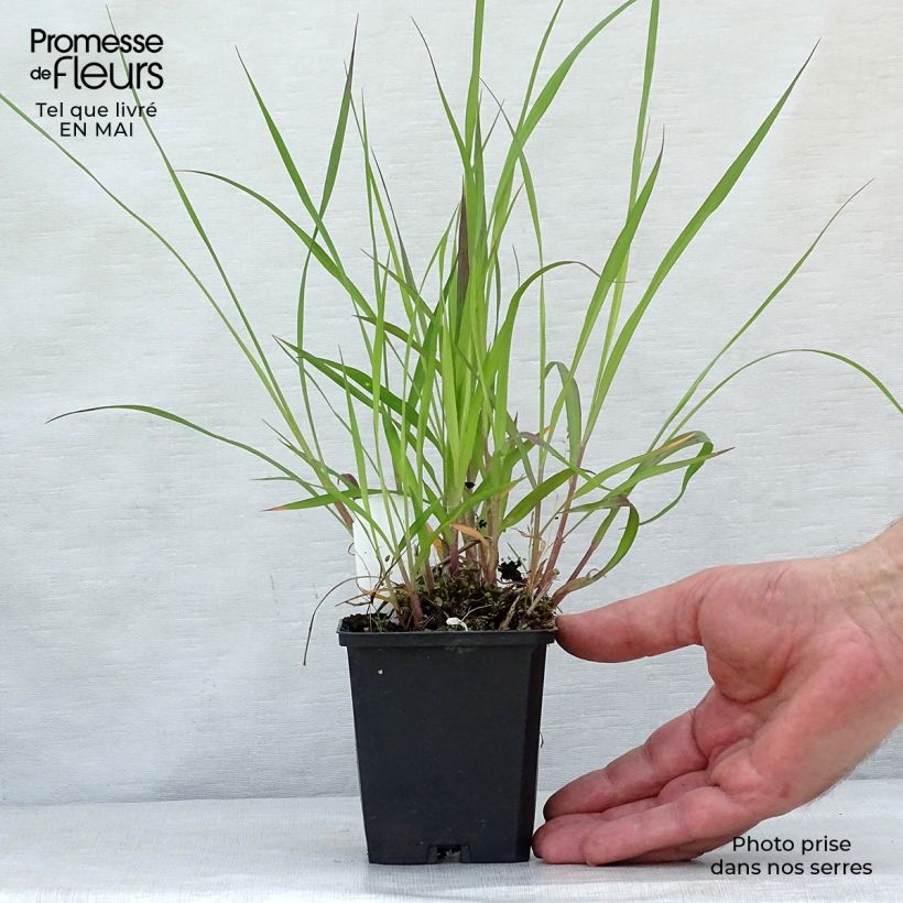 Example of Andropogon hallii Purple Konza Godet de 8/9 cm as you get in printemps
