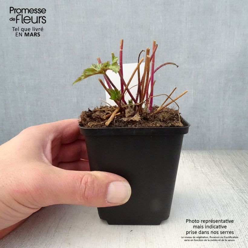 Example of Anemone Ruffled Swan - Anémone japonaise Godet de 8/9 cm as you get in printemps