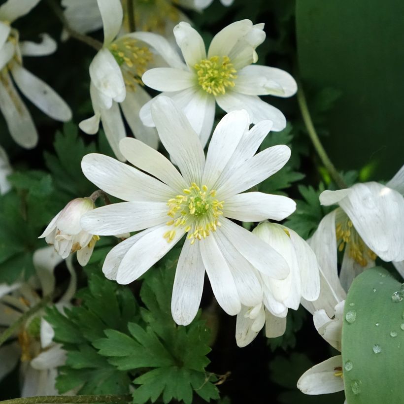 Anemone blanda White Splendour (Flowering)