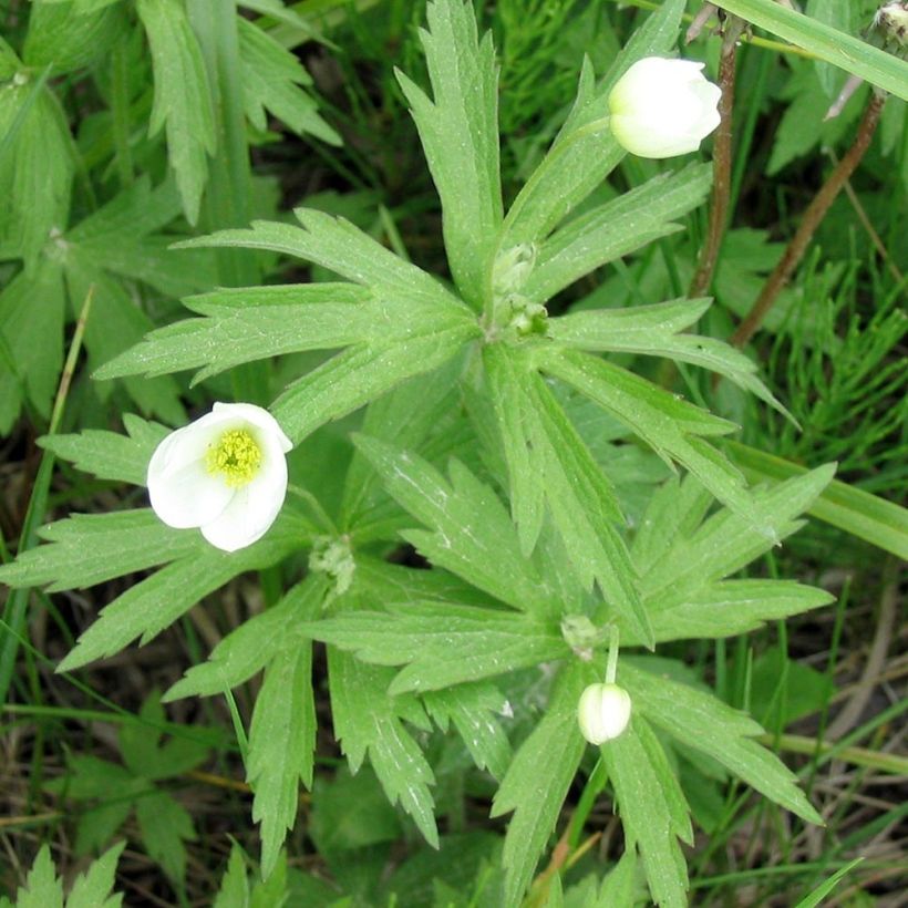 Anémone du Canada - Anemone canadensis (Foliage)