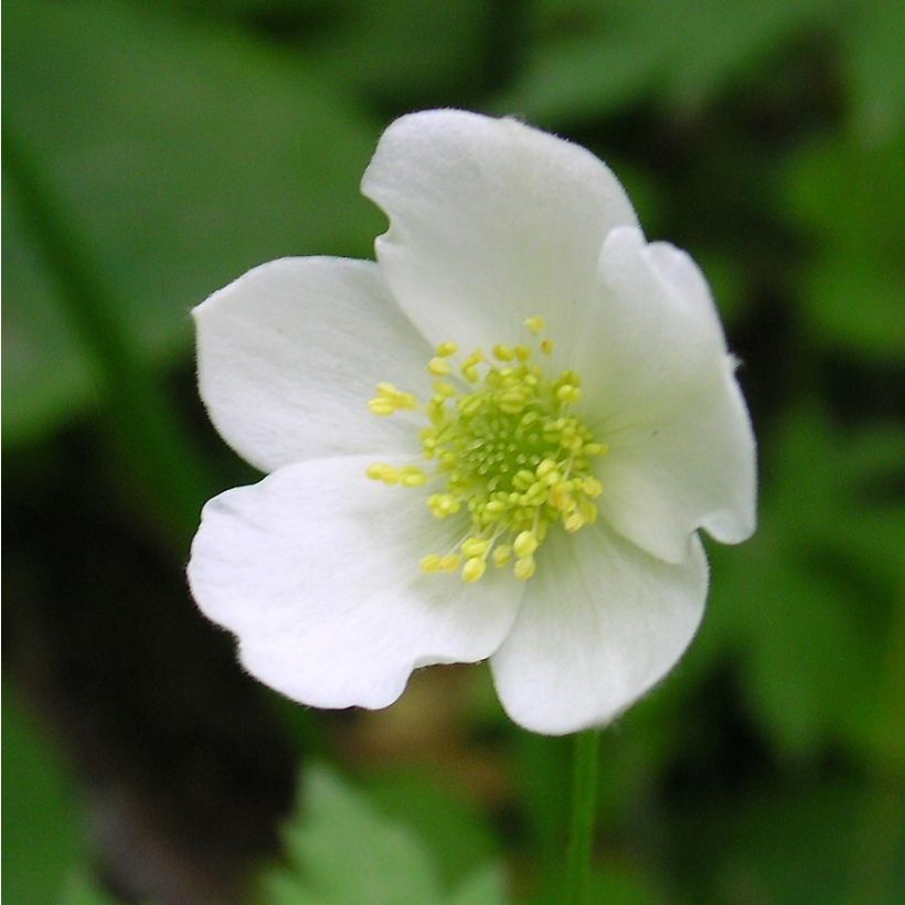 Anémone du Canada - Anemone canadensis (Flowering)