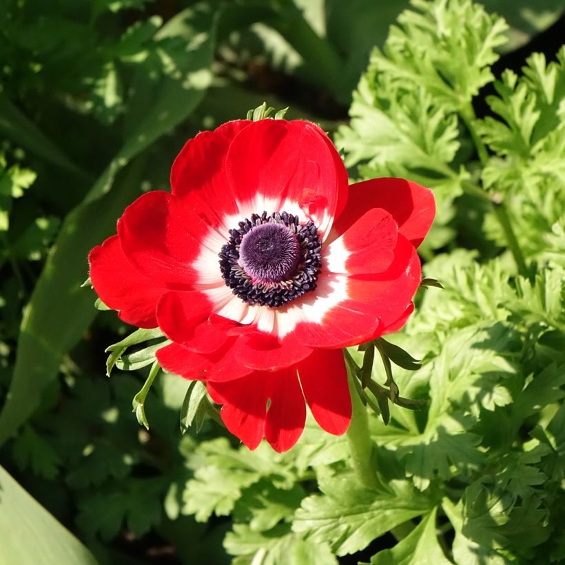 Anemone coronaria Hollandia - Anémone de Caen (Floraison)
