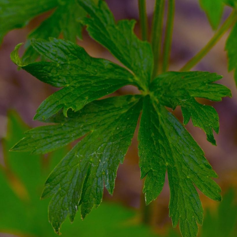 Anemone cylindrica - Anémone cylindrique (Foliage)