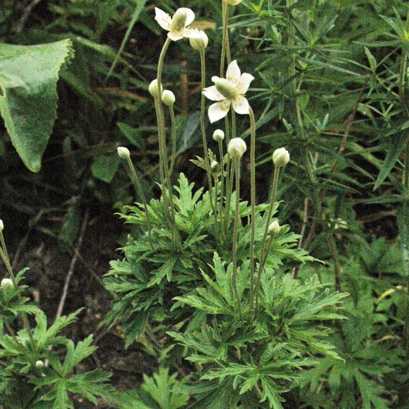Anemone cylindrica - Anémone cylindrique (Plant habit)