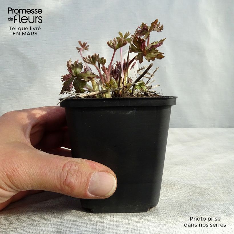 Example of Anemone cylindrica - Anémone cylindrique Godet de 8/9 cm as you get in printemps