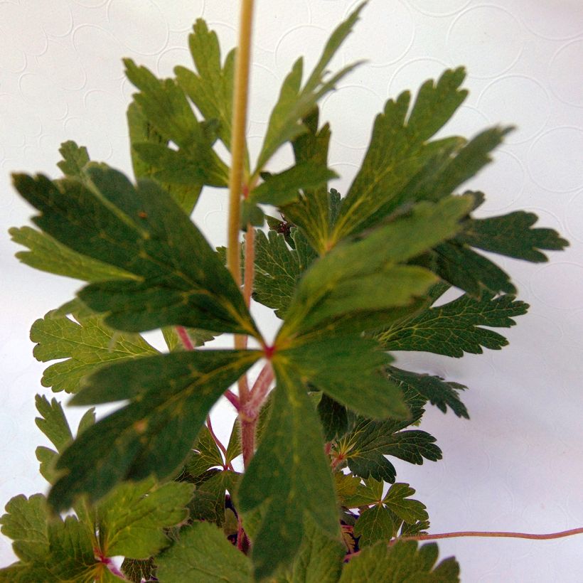 Anémone sauvage - Anemone sylvestris (Foliage)