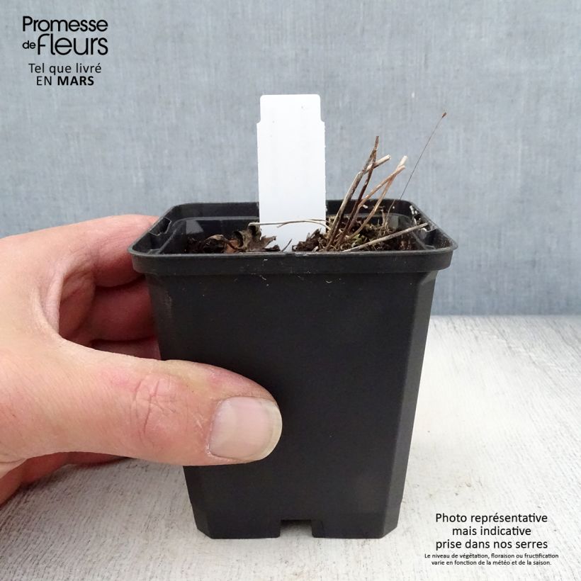 Example of Anémone des rives - Anemone rivularis Godet de 8/9 cm as you get in printemps