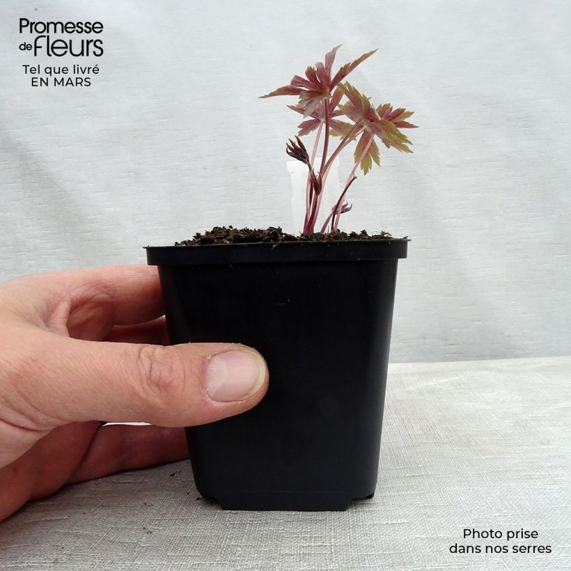 Example of Anémone du Canada - Anemone canadensis Godet de 8/9 cm as you get in printemps