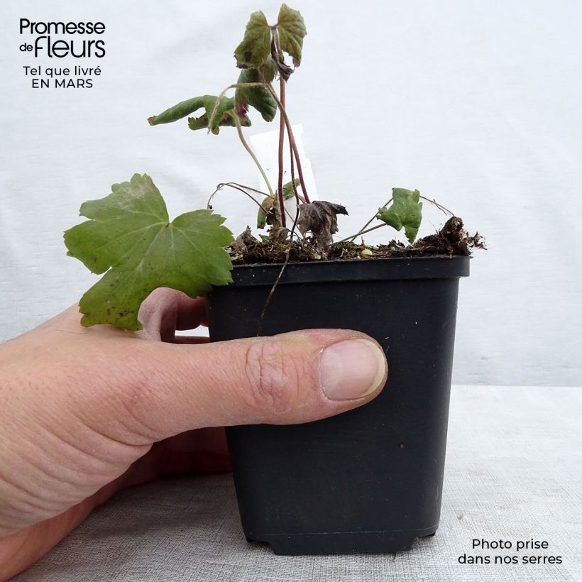 Spécimen de Anémone du Japon Bressingham Glow - Anemone (x) hybrida Godet de 8/9 cm tel que livré au printemps