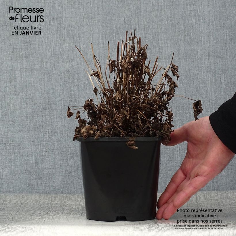 Example of Anémone du Japon Fantasy Ariel Pot de 2L/3L as you get in hiver