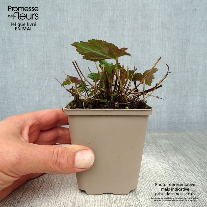 Example of Anémone du Japon Fantasy Jasmine Godet de 8/9 cm as you get in printemps