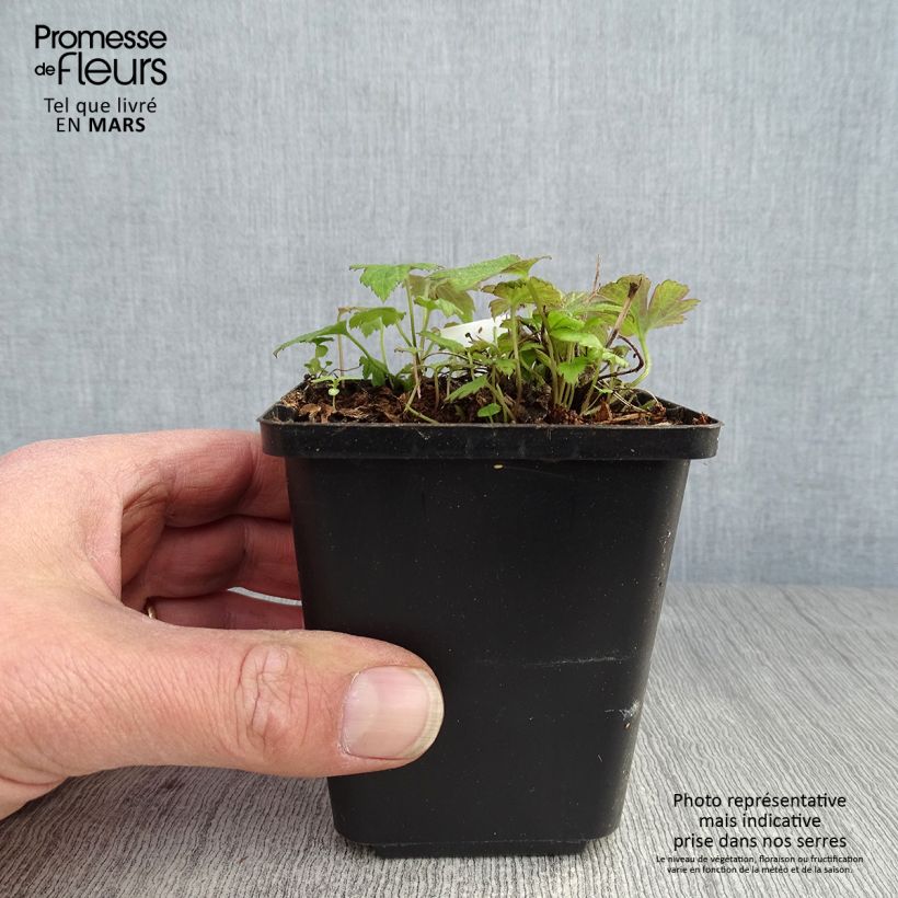 Example of Anémone du Japon Fantasy Pocahontas - Anemone hupehensis var.japonica Godet de 8/9 cm as you get in printemps