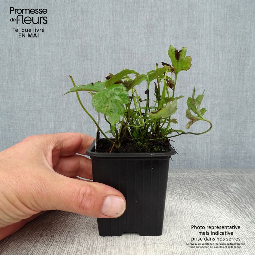 Spécimen de Anémone du Japon Prinz Heinrich - Anemone hupehensis Godet de 8/9 cm tel que livré au printemps